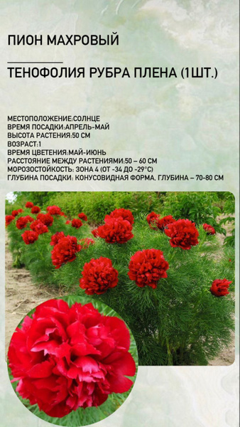 Пион, корень саженец для посадки, многолетние цветы для сада - купить с ...