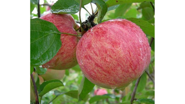 Яблоня Коричное Полосатое - купить с доставкой по выгодным ценам в ...