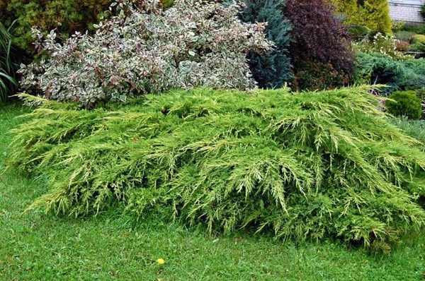 Можжевельник средний Пфитцериана (Juniperus x-media Pfitzeriana Glauca) купить в