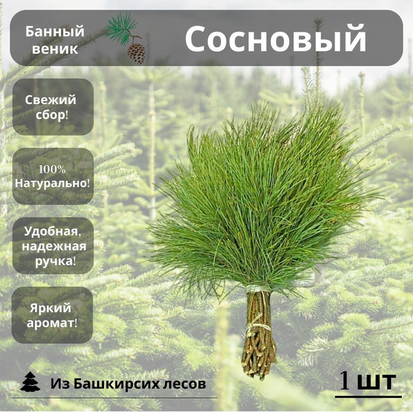 Веник для бани сосновый 1 штука - Веник для бани, купить в интернет ...