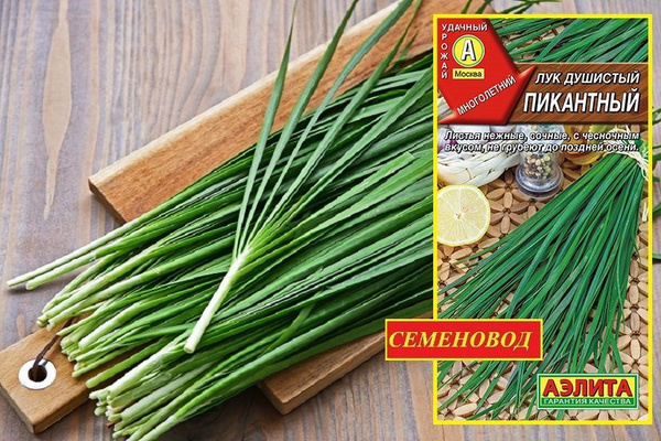 Лук Аэлита ЛУК - купить по выгодным ценам в интернет-магазине OZON ...