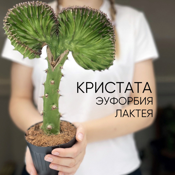 Эуфорбия Лактея Кристата с зелено-розовым веером купить на OZON по ...