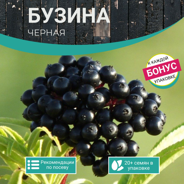 Бузина XSeedS бузина черная - купить по выгодным ценам в интернет ...