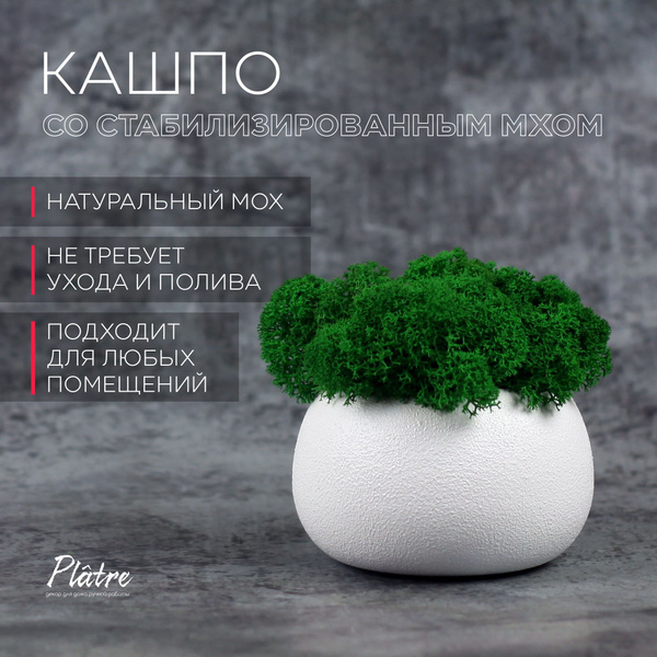Кашпо со стабилизированным мхом. Platre - купить с доставкой по ...