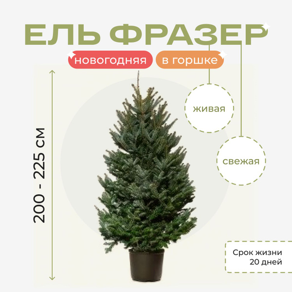 Елка живая Elki.one, 200-225 см - купить с доставкой по выгодным ценам ...