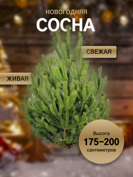 Елка живая, 175-200 см - купить с доставкой по выгодным ценам в ...