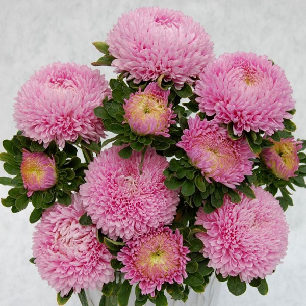 Декоративные разные, Астры однолетние Дом Семян Астра Сиринга ярко ...