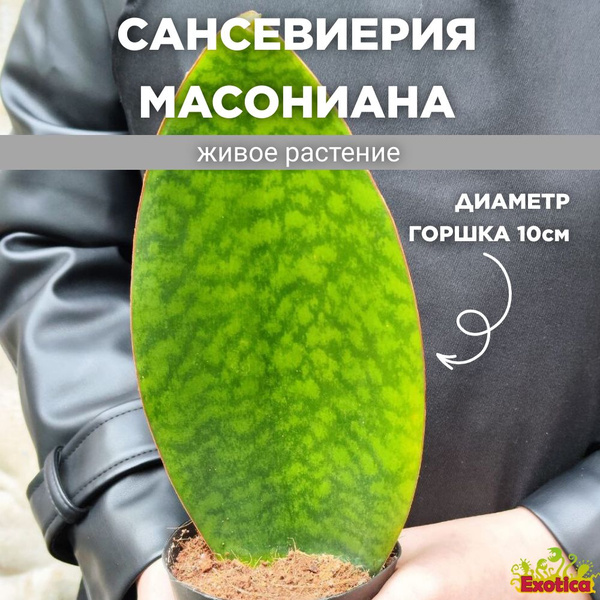 Сансевиерия Exotica Sansevieria Masoniana D10cm, 10 дм, 01728 шт ...