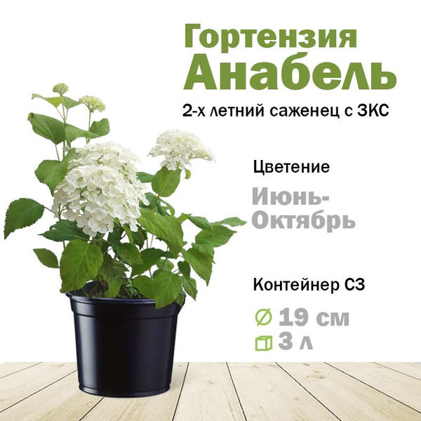 Гортензия древовидная Анабель саженец в горшке 3 л - купить с доставкой ...