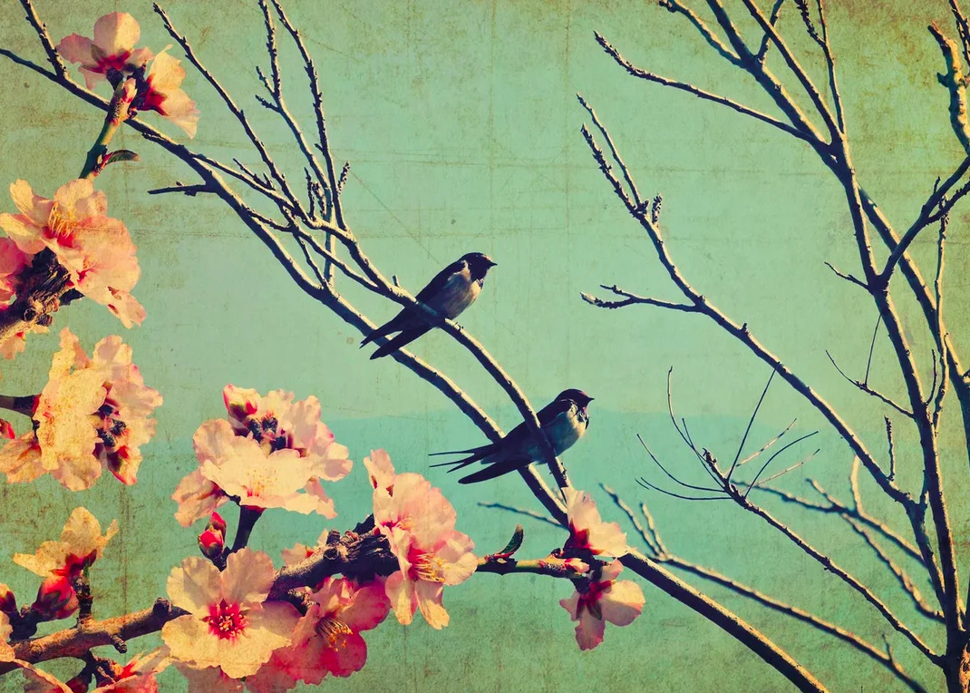 Постер птицы. Постеры на стену птицы. Постеры с птицами для интерьера. Постер птицы на ветке.