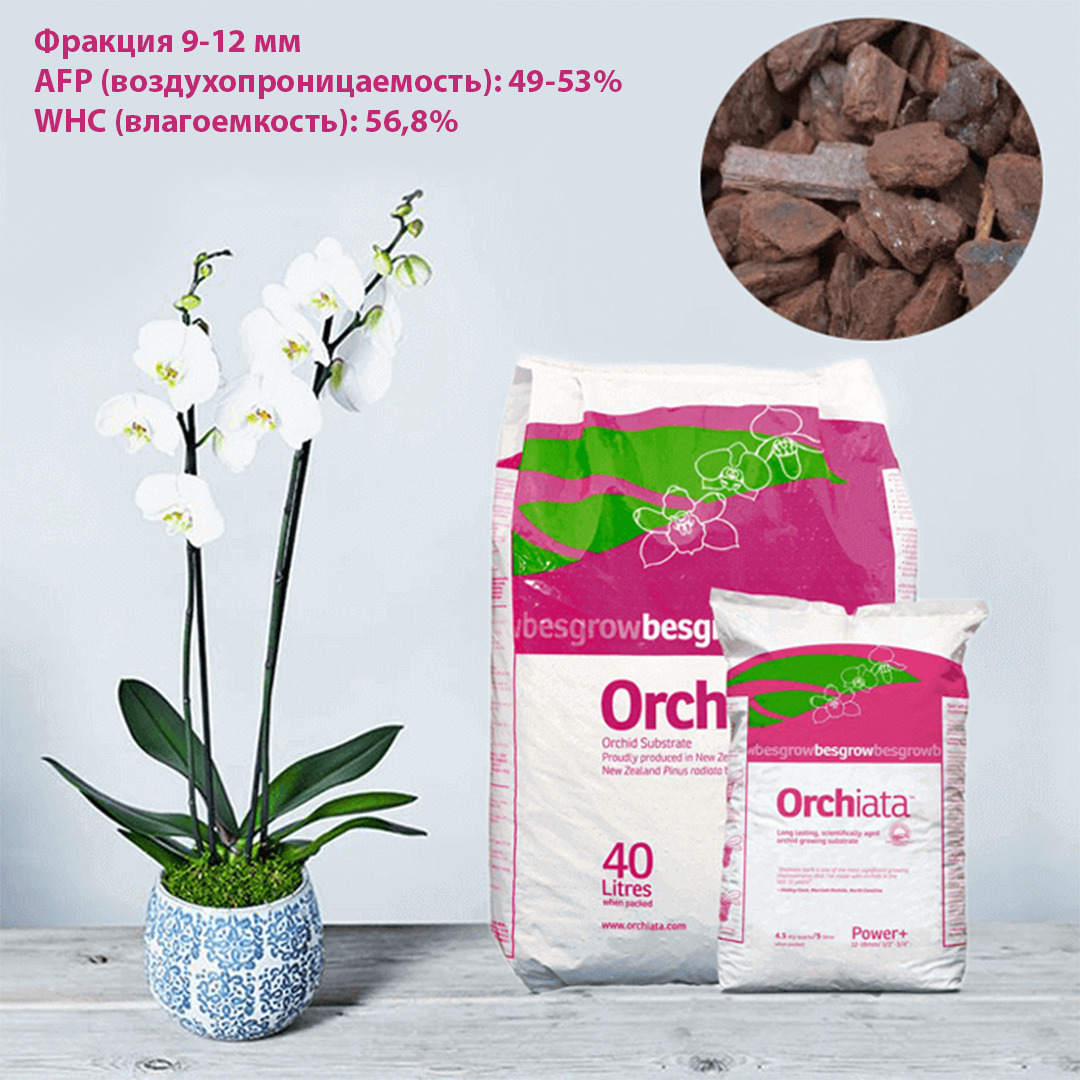 Интернет Магазин Цветы Юга Кора Орхиата