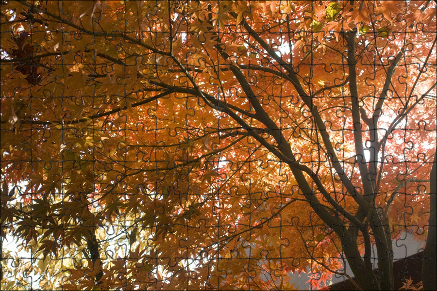 Какие деревья не меняют цвет листьев осенью. Golden Tree. Фото начало окрашивания листвы фото.