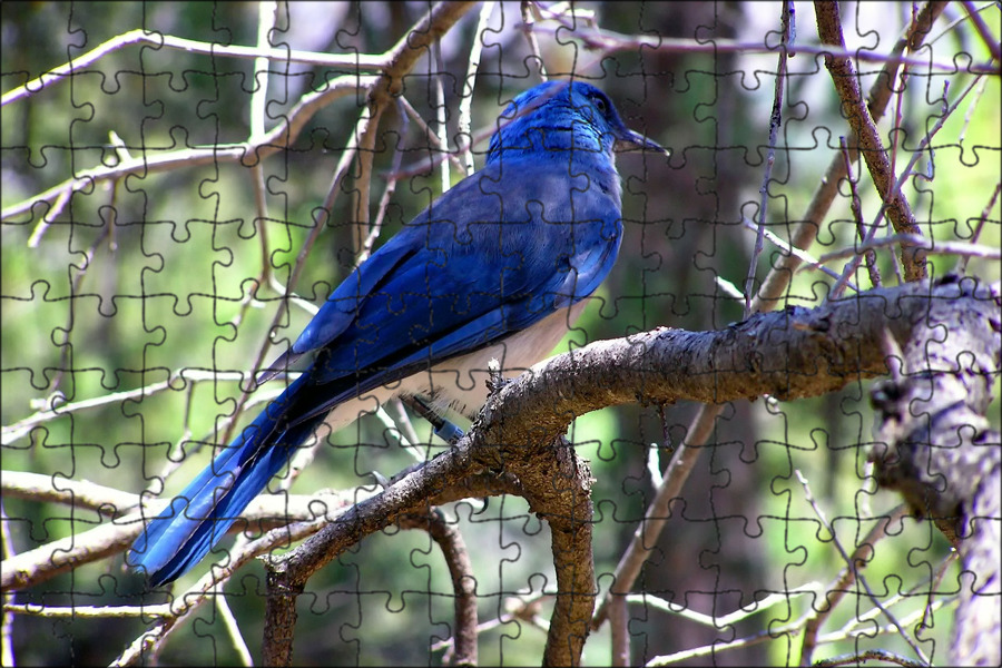 Синие птицы список