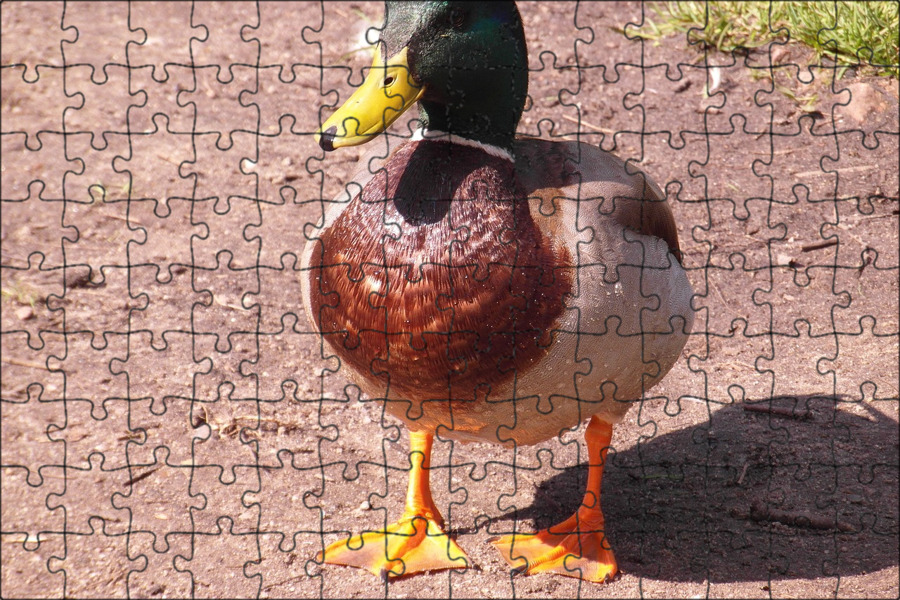 дикая утка кряква. окраска уток. селезень кряквы окрас. утка домашняя. утка кряква селезень.