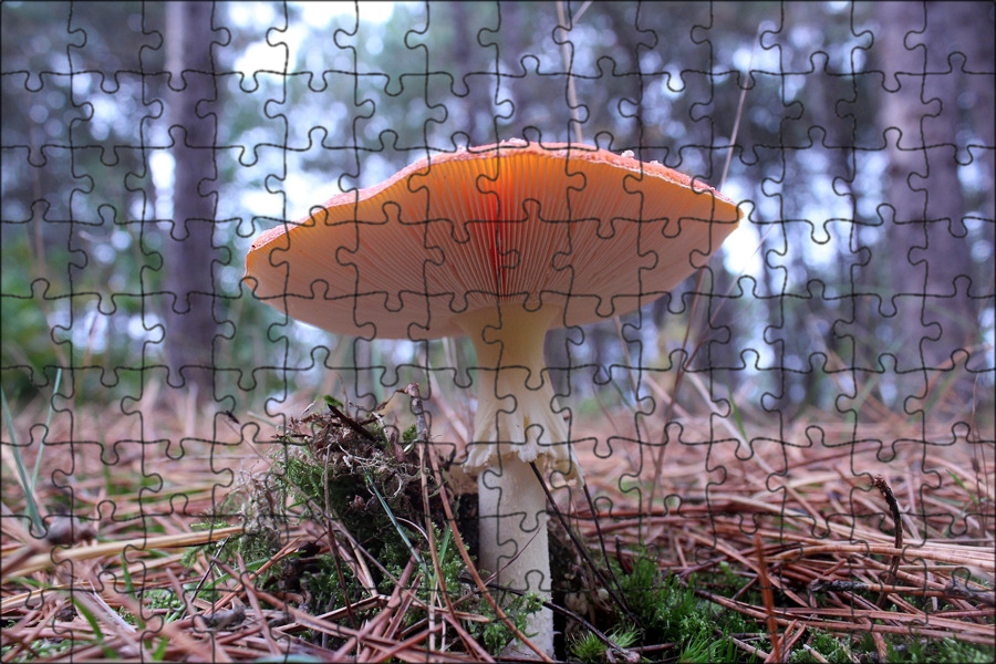 Молочник гриб. Bolete гриб. Гриб молочник