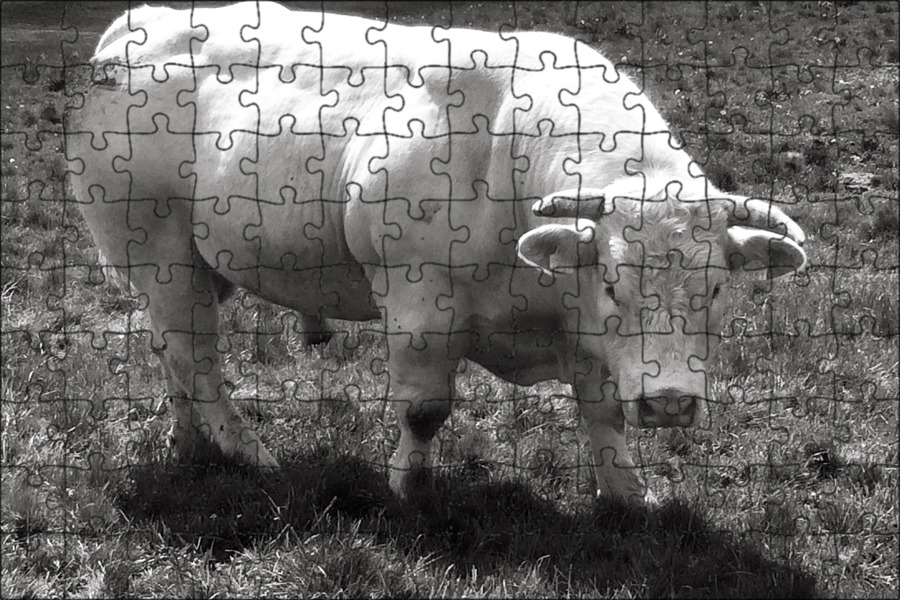 Большой белый бык. Белый бычок. Как называются белые быки. Белый бык будет. Белый бык будет.