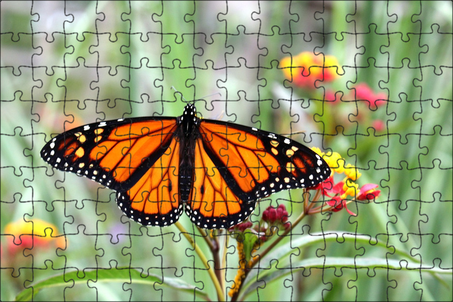 Pin by Fabi Sugey Hernández on q tiernos Beautiful butterfly photography, Monarc