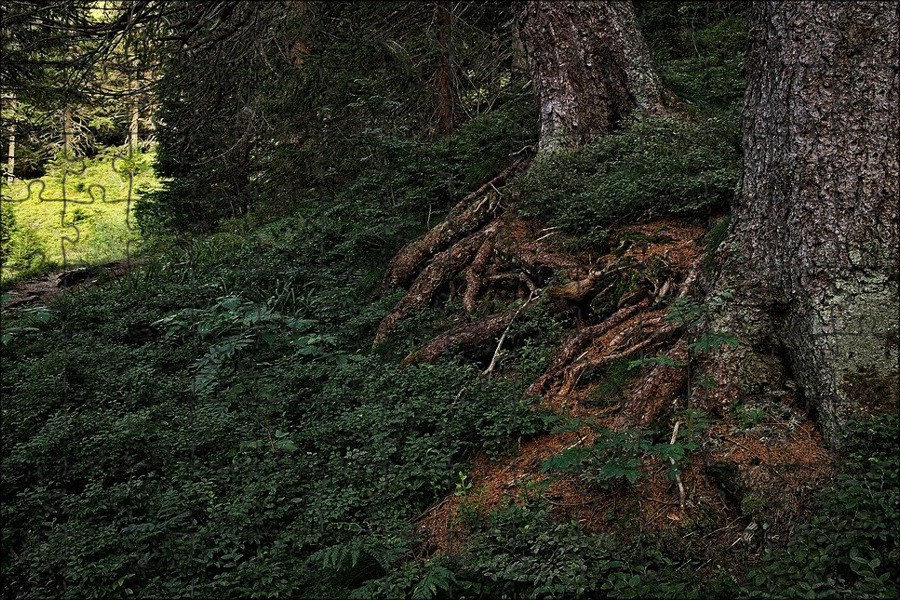 Какой корень лесов. Тень в лесу под корнями деревьев. Дерево в лесу у корня зеленый Эстетика. Спуск в лесу по корням. Roots of the Woods.