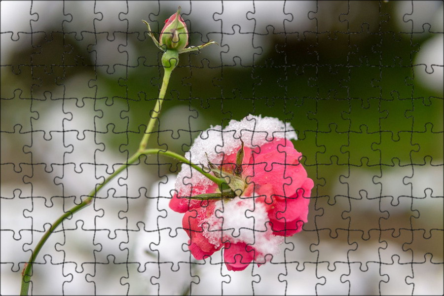 Сакура вишня дерево на белом. Душистый снег. Душистый снег. Душистый снег. Трава под снегом.