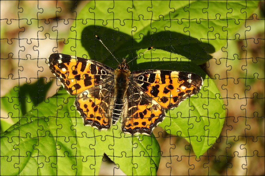 Дневные бабочки. Бабочки в природе. Бабочки в лесу. Бабочки в природе картинки. Дневная бабочка сканворд