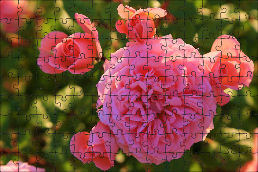 Rosa centifolia. Рос роуз. Рос роуз. Де решт канада. Рос роуз.