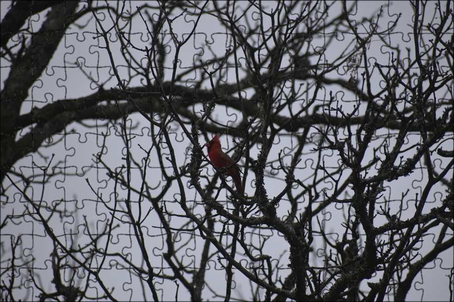 Vogel baum кухни