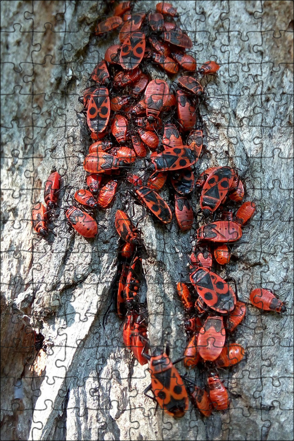 Магнитный пазл 27x18см."Жук, красный и черный, ошибка" на холодильник - купить с