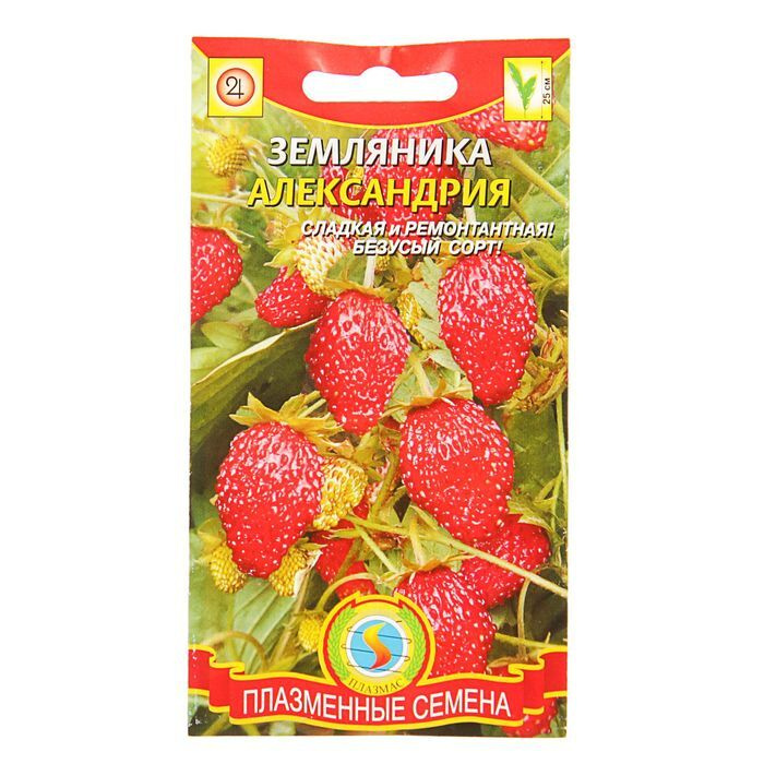 Земляника александрия описание. Земляника Александрия ремонтантная безусая семена. Земляника Александрия* 0,03 г. Земляника Александрия, ремонтантная, 0,03г, Гавриш. Семена земляника Александрия 0,03г Гавриш.