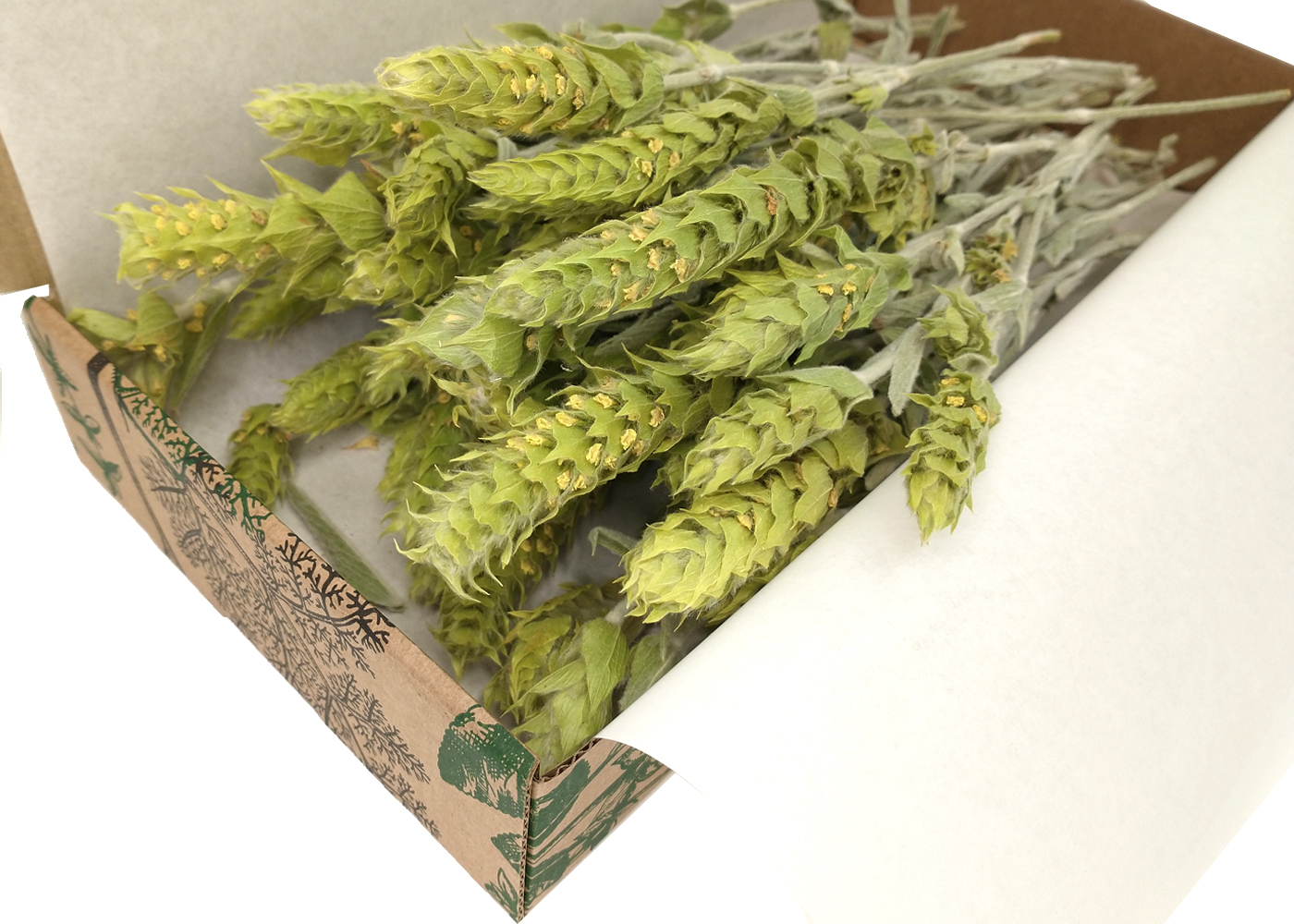 Греческий горный чай (железница, малотира) — купить в интернет-магазине ...