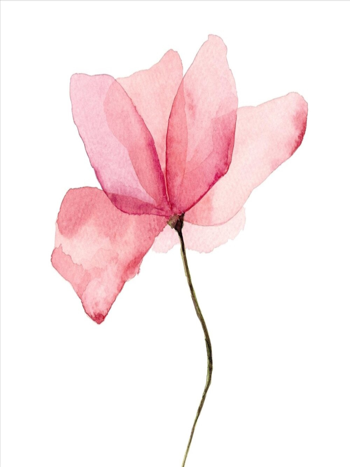 Постер розовые цветы