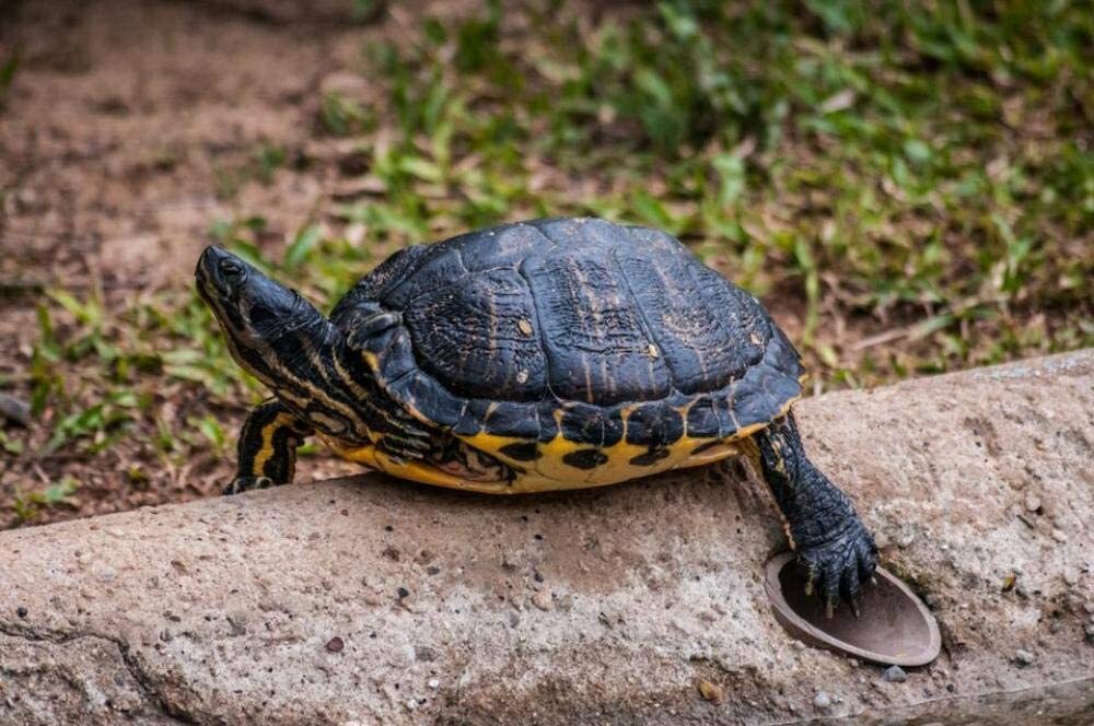 Черепаха классический. Turtle Rock.