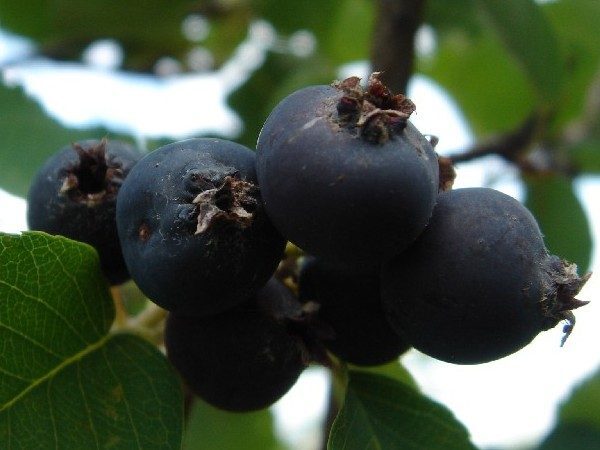 Ирга пембина. Ирга канадская «смоуки». Ирга канадская звездная ночь. Сорт ирги слейт. Ирга ольхолистная слейт.