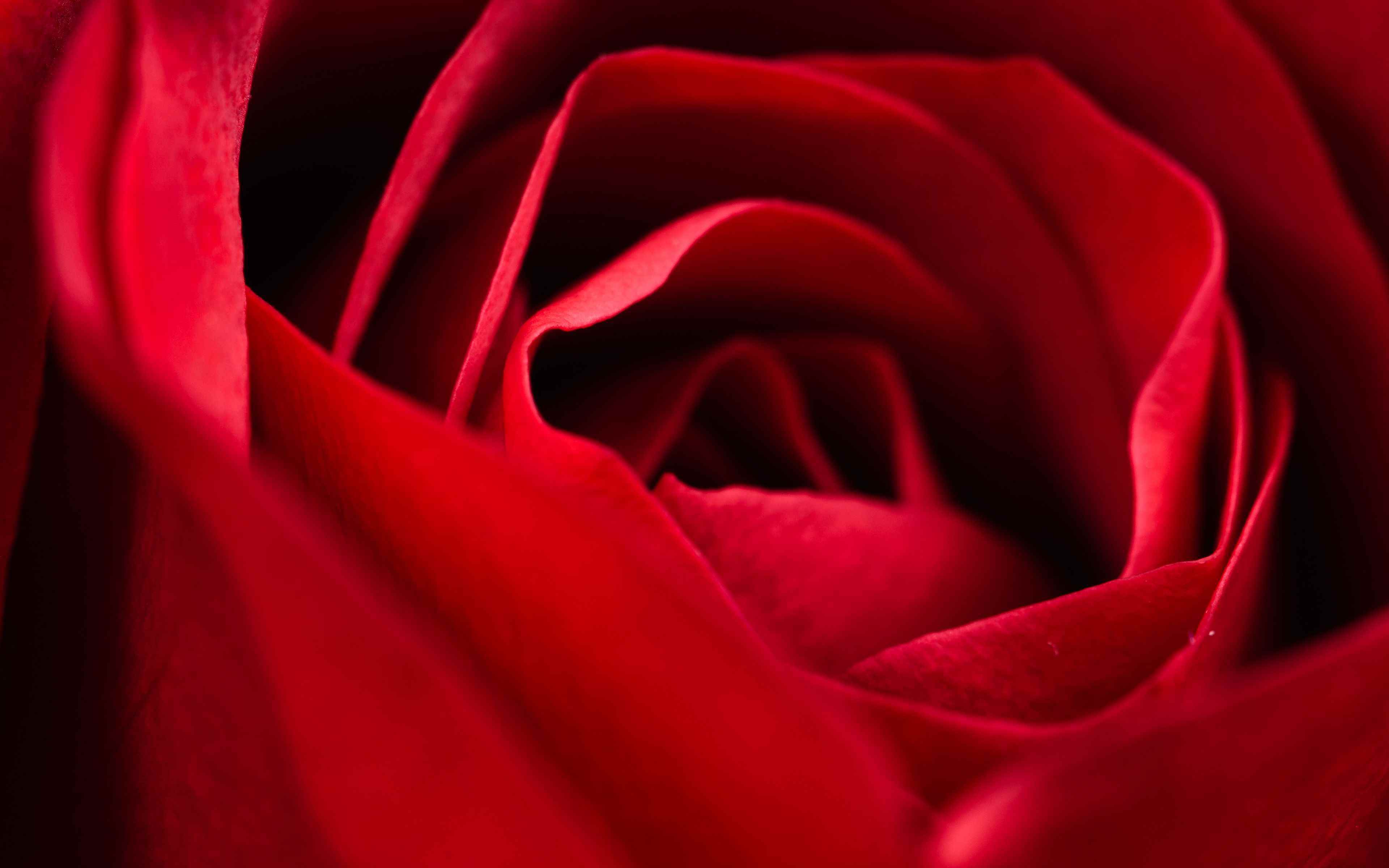 Red close. Красные розы. Алый цвет. Алые розы фон. Лепестки красных роз.