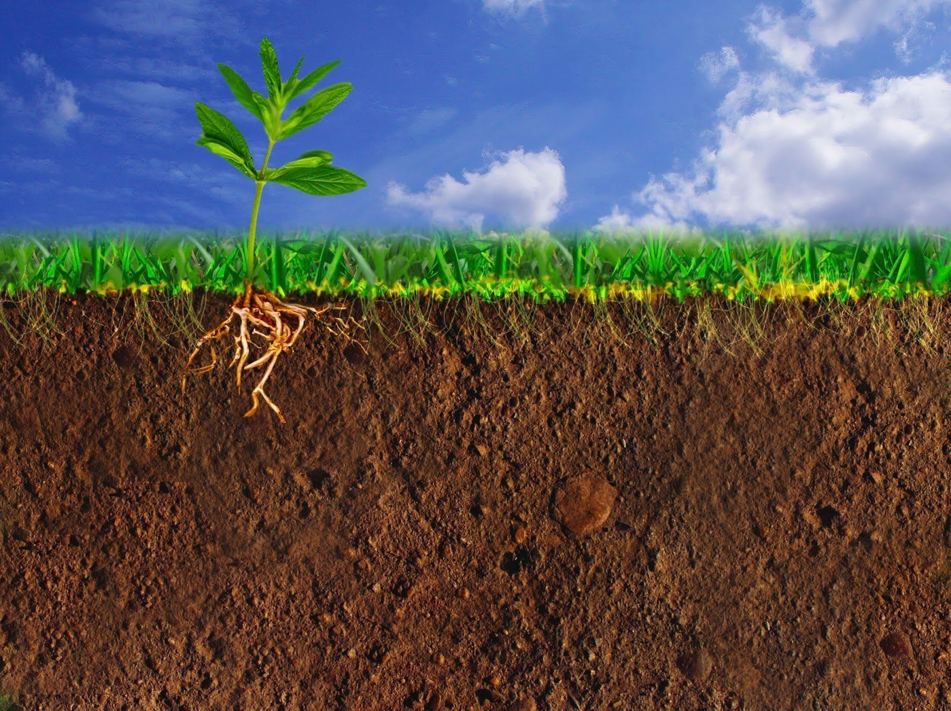 Повышение плодородия земель. Почва. Земля почва. Плодородный слой почвы. Земля для растений.