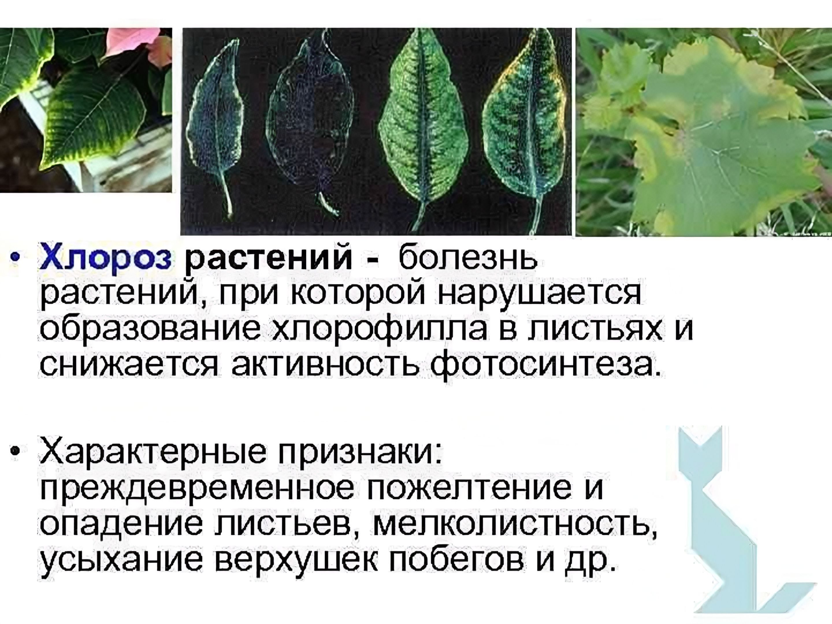 Определение болезней растений. Заболевание растений хлороз. Хлороз листьев у растений. Признаки хлороза растений. Хлороз листьев причины.