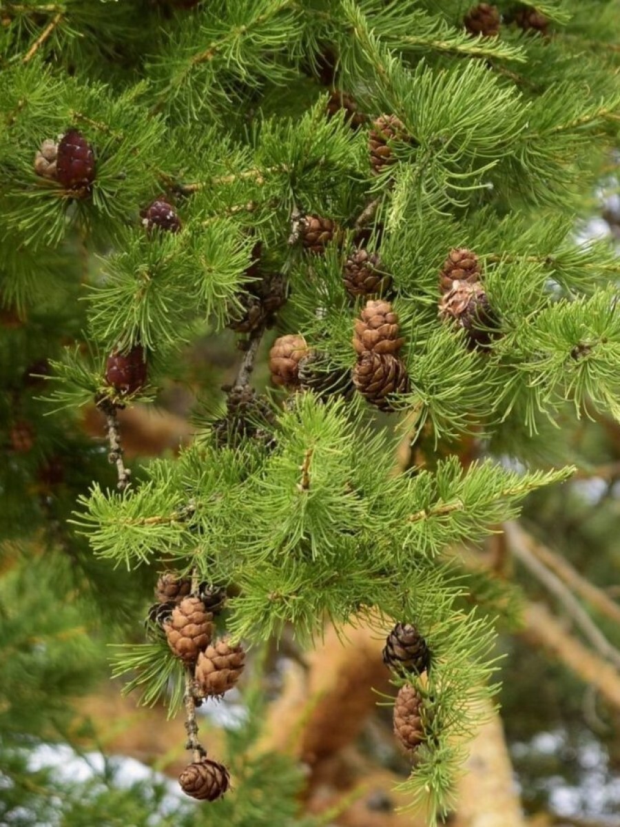 Какое лиственницы. Лиственница Сибирская Larix sibirica. Лиственница европейская обыкновенная. Лиственница европейская Larix decidua. Лиственница европейская шишки.