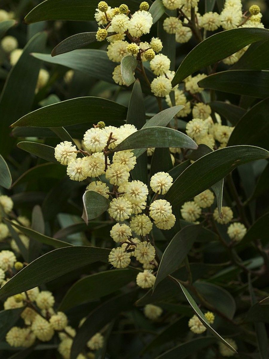 Семена Акация чёрная (Acacia melanoxylon), 10 штук