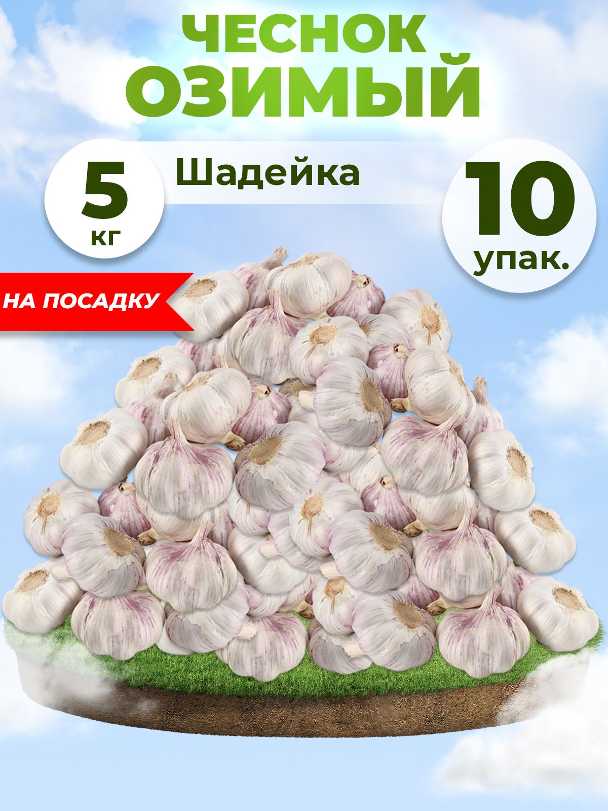 Чеснок шадейка описание сорта отзывы. Чеченский чеснок озимый отзывы.