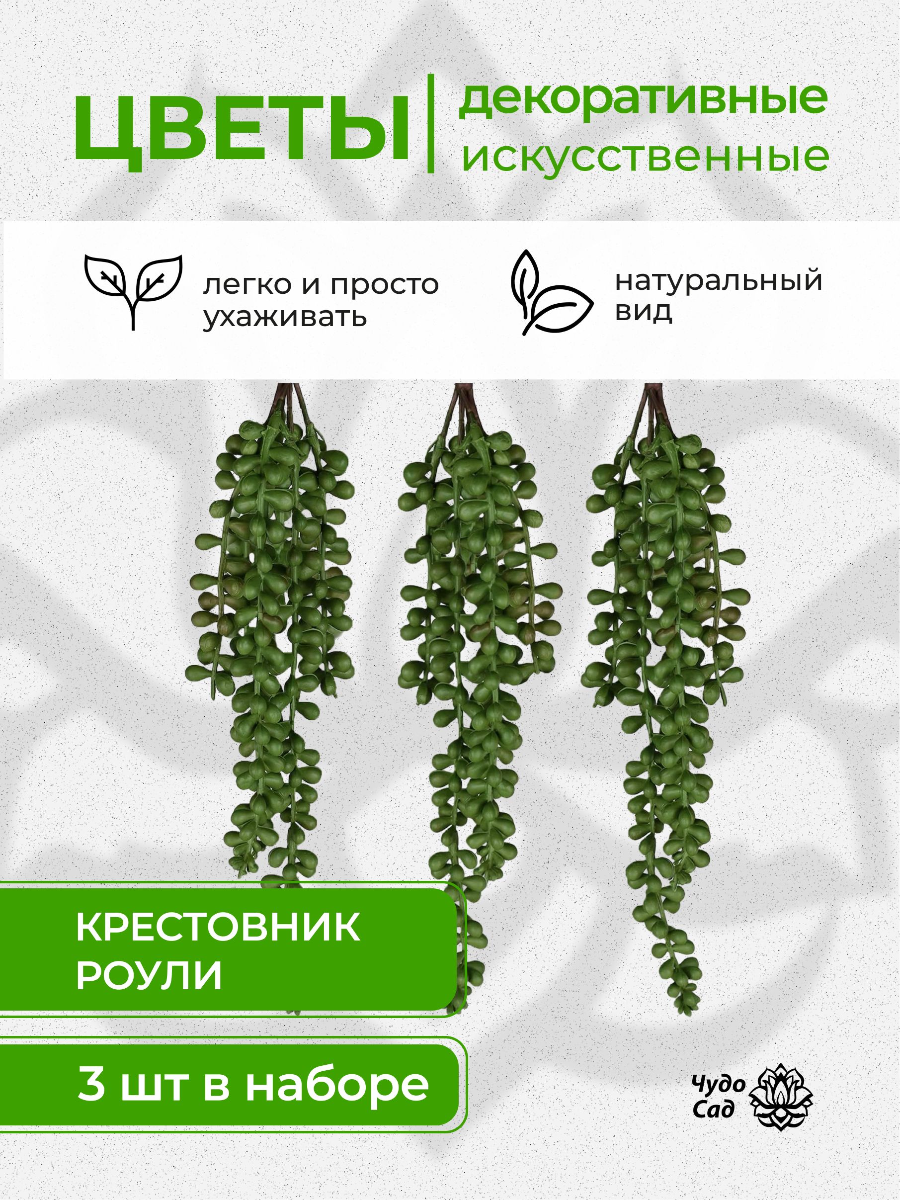 Крестовник Роули Купить Семена В Интернет