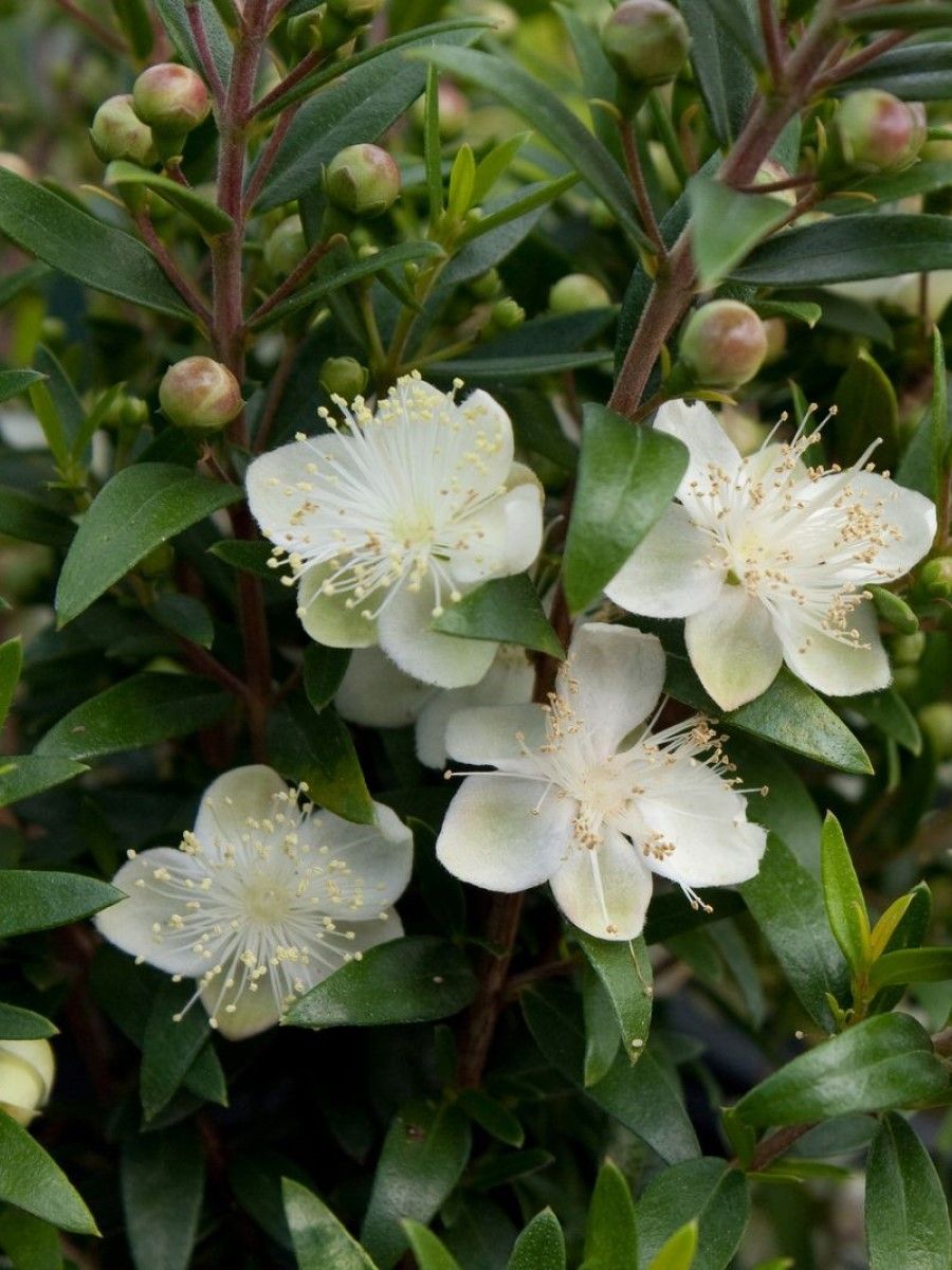 Myrtus communis