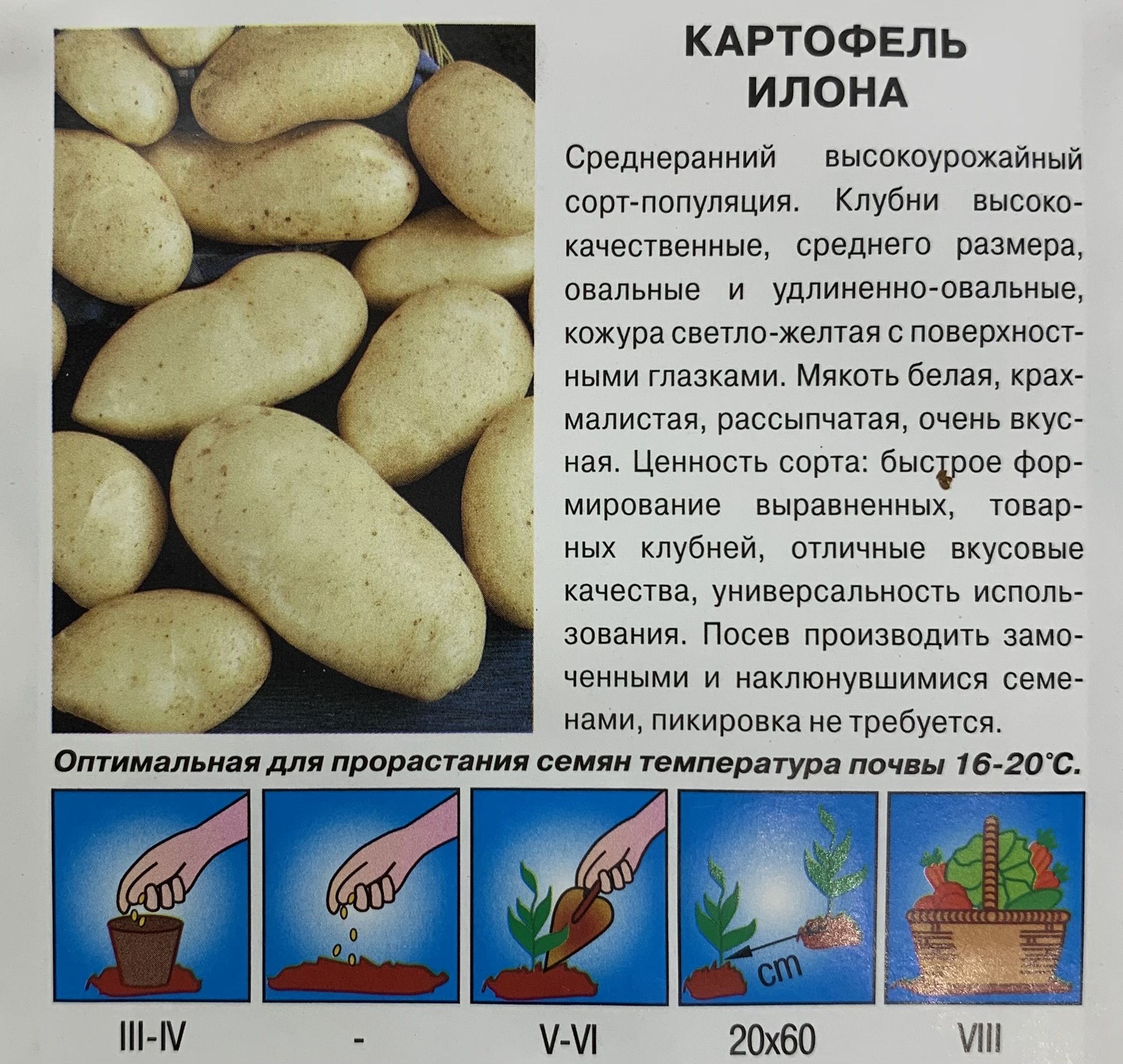 картофель невский описание сорта фото