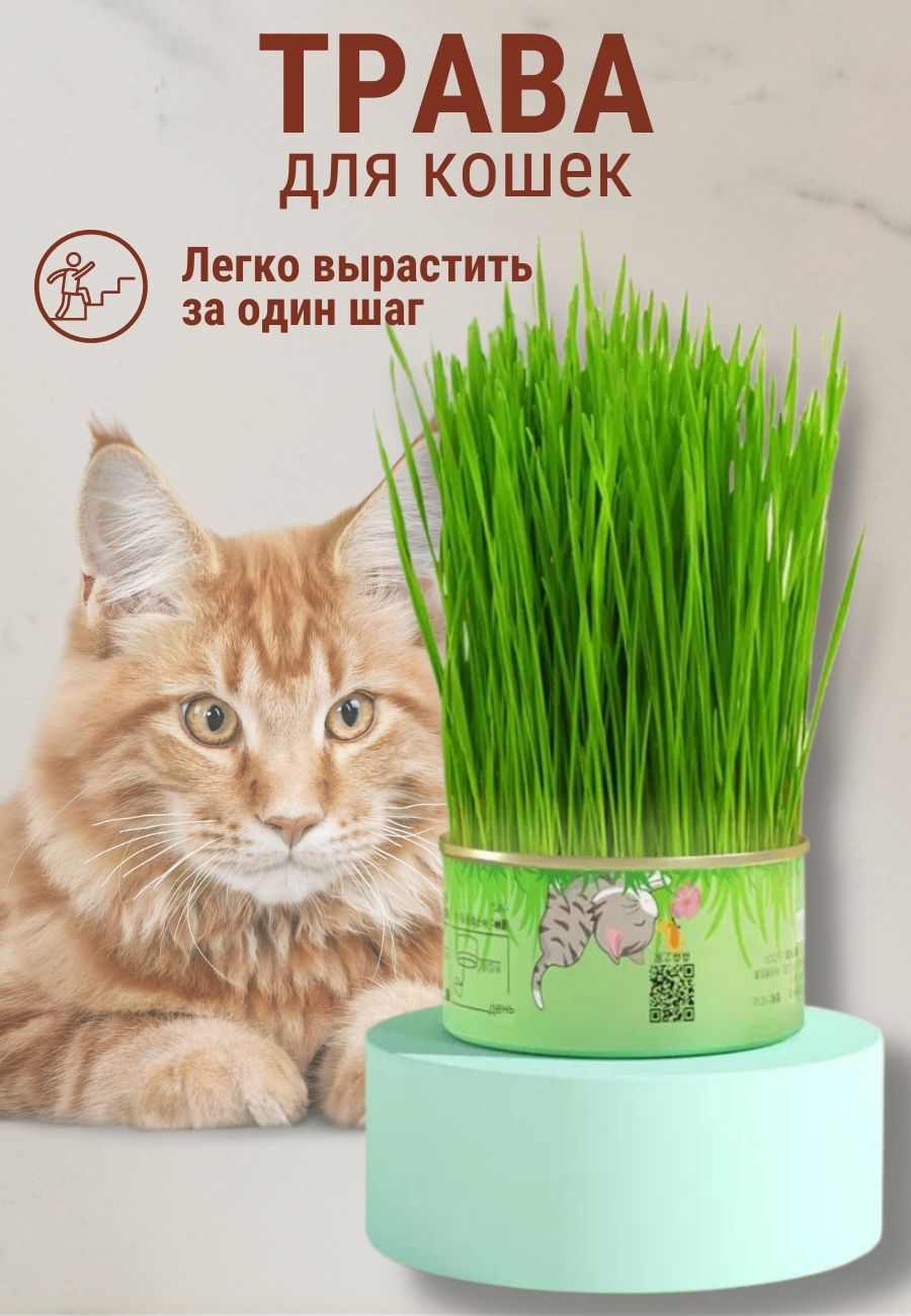 Травяная Смесь Для Когтеточки Купить В Спб
