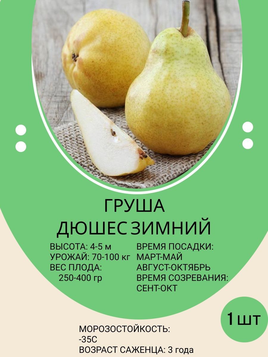 Дюшес Зимний Груша Описание Сорта Фото Отзывы