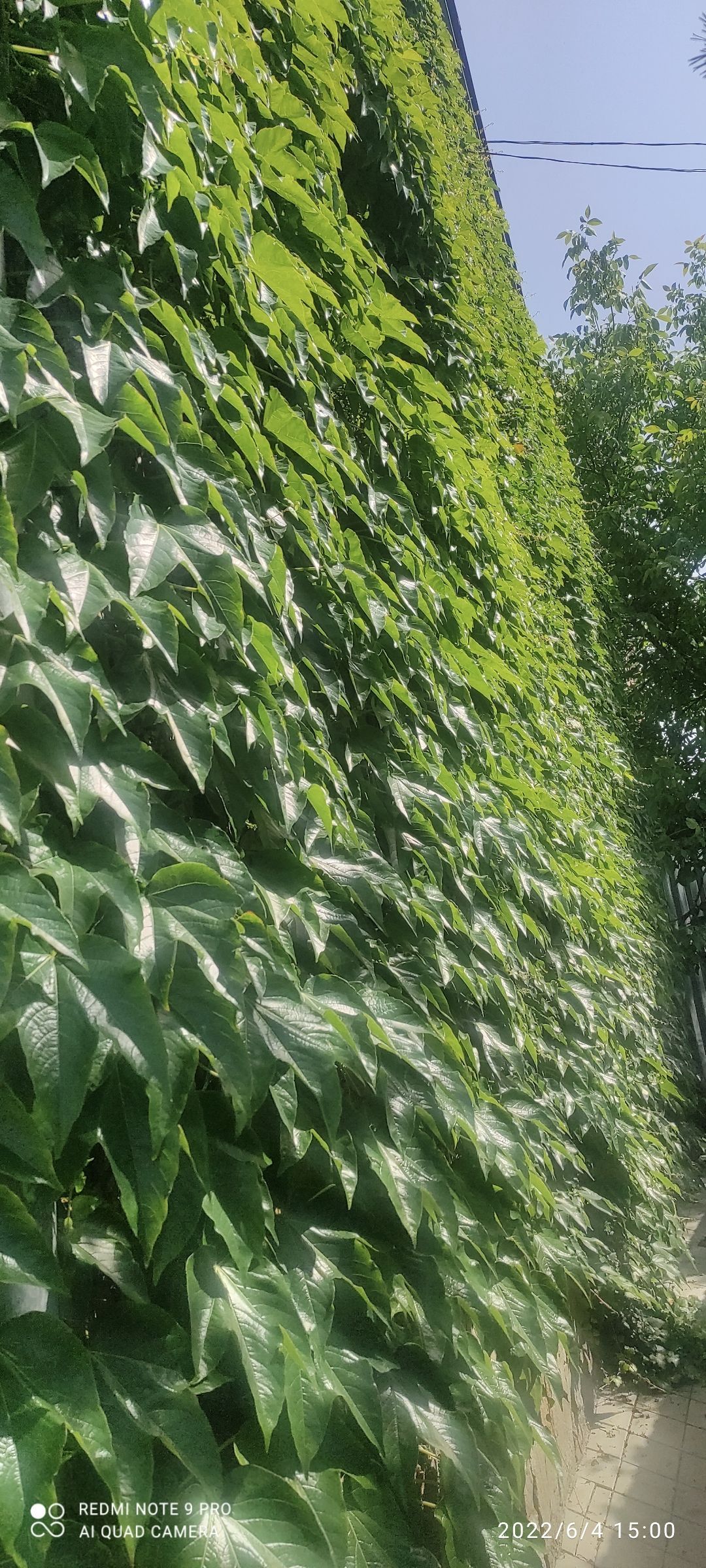 Купить Плющ Садовый Вечнозеленый Морозостойкий