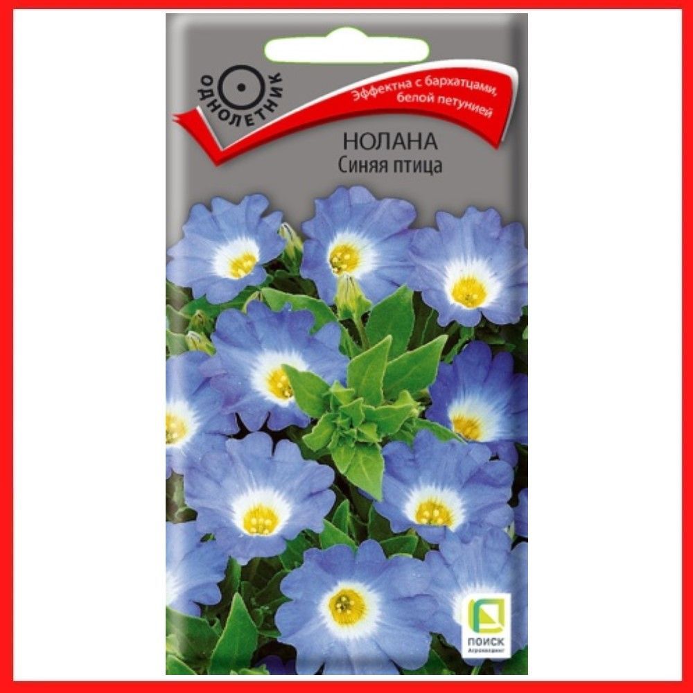 Нолана цветок