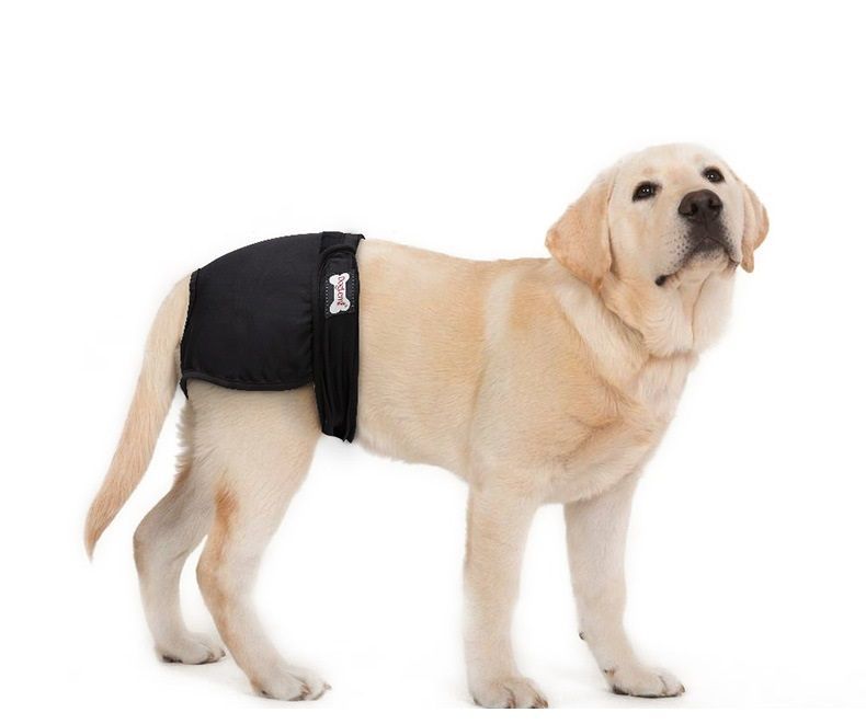 Собака трус. Собака трус. Собака трус. Подгузники для собак зооник 0715. Подгузники для собак trixie 23642 размер m–l.