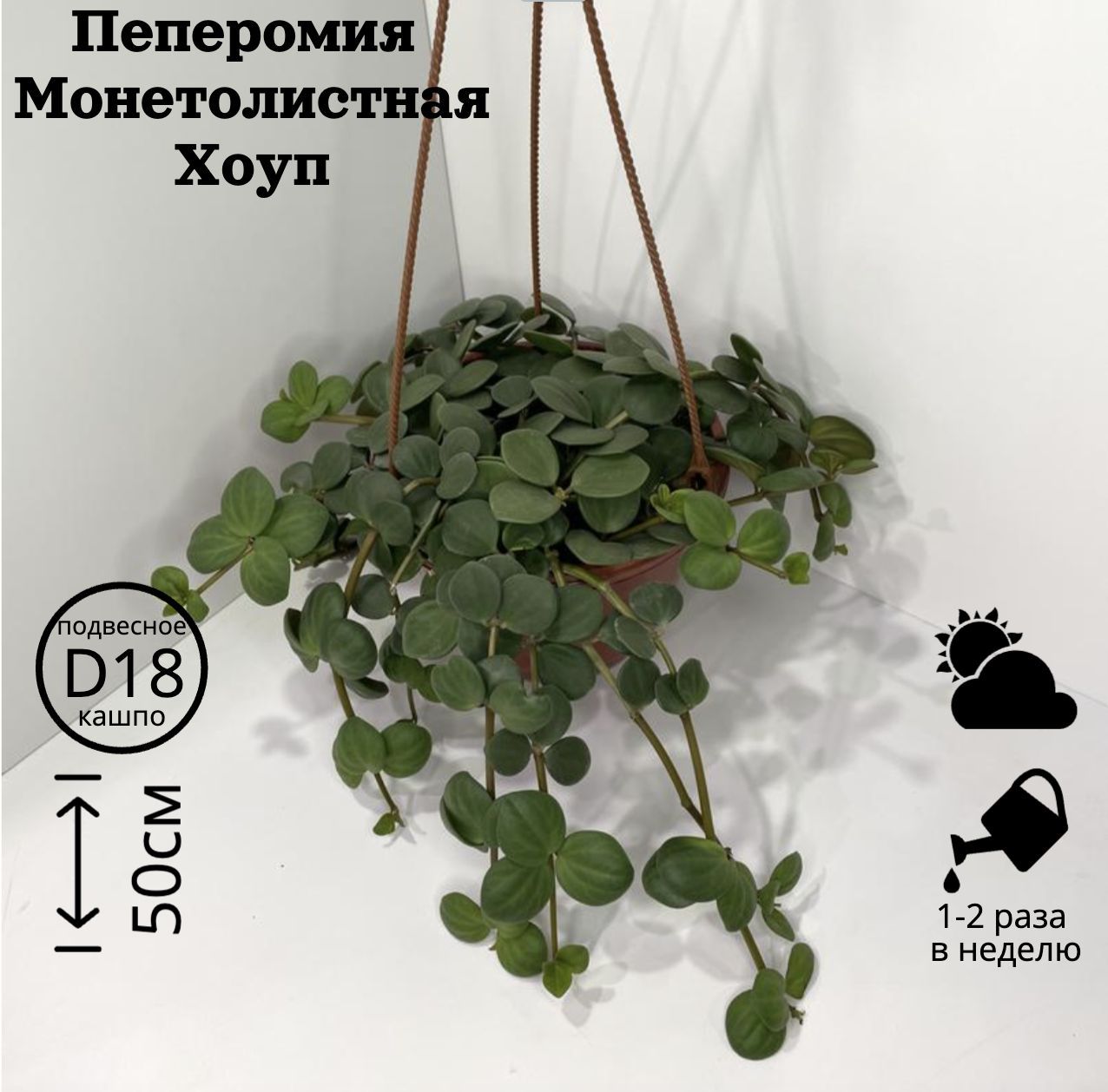 Peperomia cuspidilimba