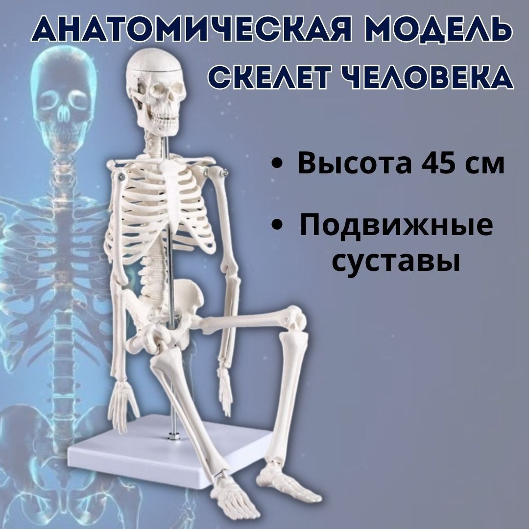 Модель Скелета Человека Купить