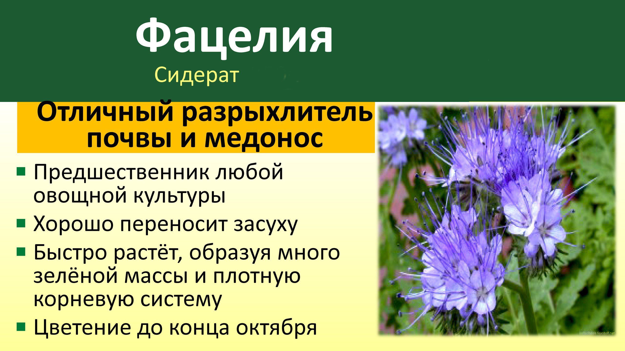 Фацелия сидерат польза. Фацелия сидерат. Трава сидерат фацелия. Фацелия сидерат семена. Фацелия пижмолистная растение.