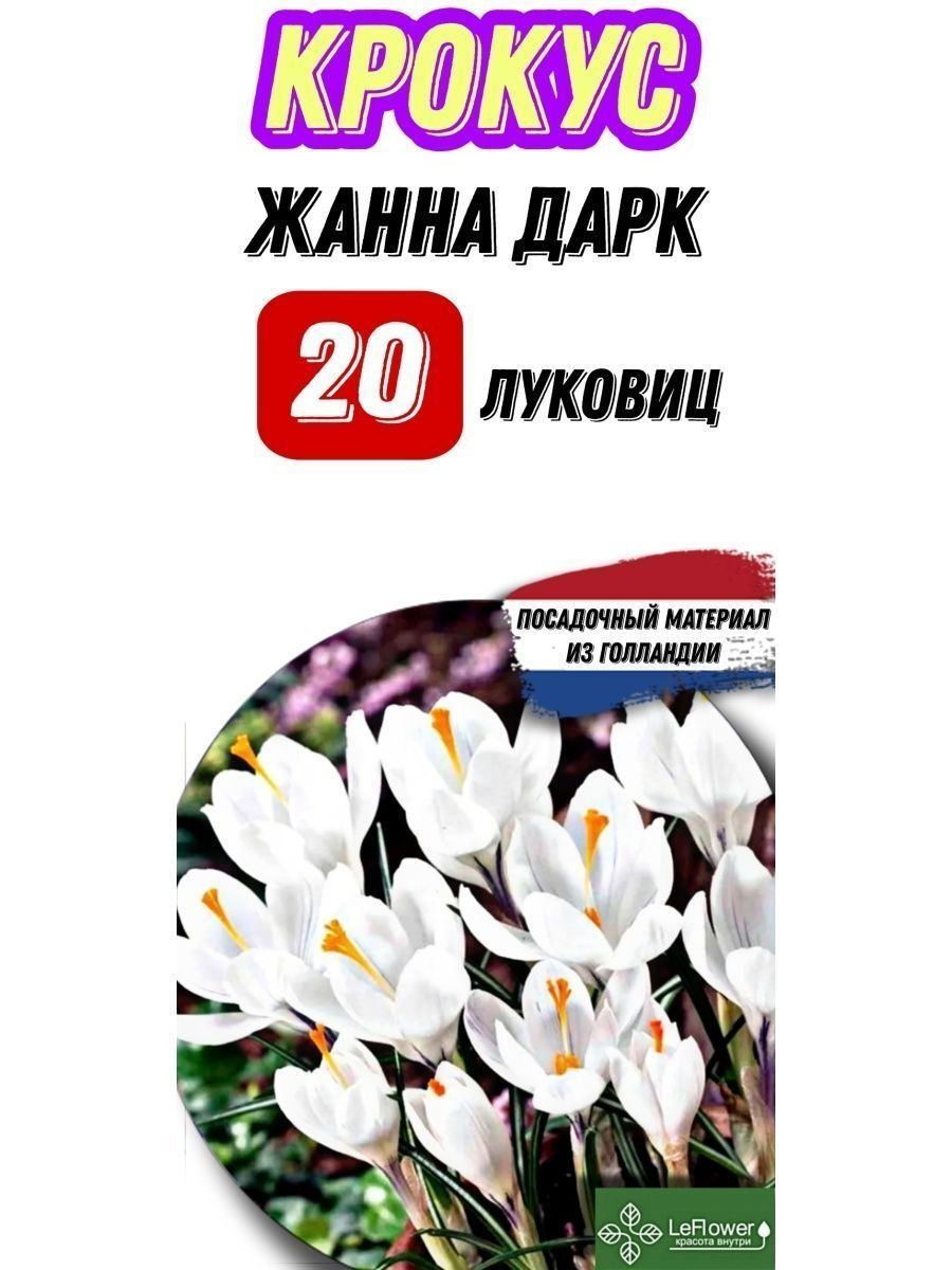 Крокусы Луковицы купить на OZON по низкой цене
